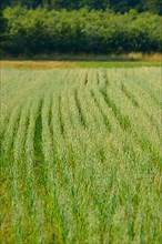 Unripe oat field