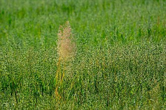 Grasses in the oat field