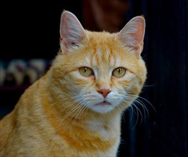 Red Domestic Cat Portrait