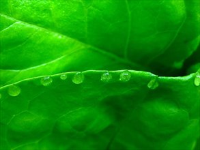 Lettuce with water drops