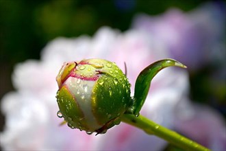 Peony Bud with Water Drops