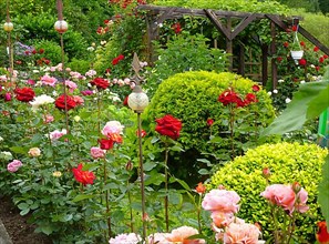 Roses blooming in the garden with pergola