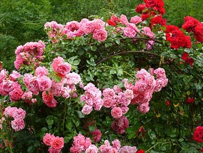 Various climbing roses on the rose arch in the garden