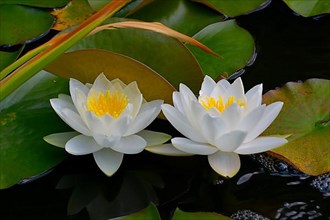 2 white water lilies blooming in the pond