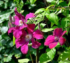 Purple Clematis Hybrid flowering in the garden