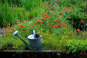 Nature garden with watering can and corn poppy in bloom