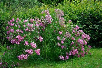 Small Pink Bush Roses