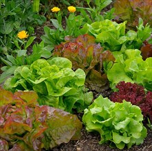 Various lettuce in the garden