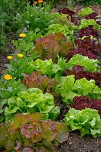 Various lettuce in the garden