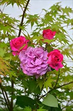 Roses blooming in the maple tree