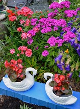 Begonias in bloom in the swan pot in the garden with bearded carnations