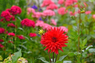 Flower Garden Red Cactus Dahlia