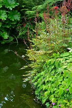 Garden pond with various pond edge plants