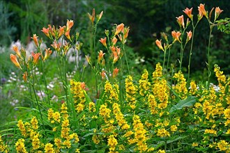 Golden plant with daylilies in the perennial garden