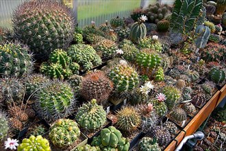 Cacti collection