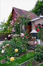 Blooming roses in the garden