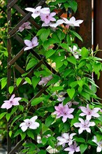 Clematis brightly flowering in the garden on the climbing frame