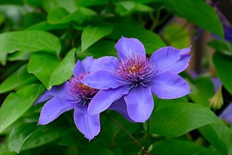 Clematis blue flowering in the garden on the climbing frame