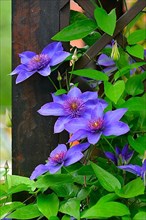Clematis blue flowering in the garden on the climbing frame
