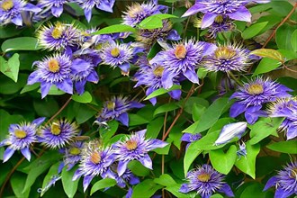 Clematis blue flowering in the garden