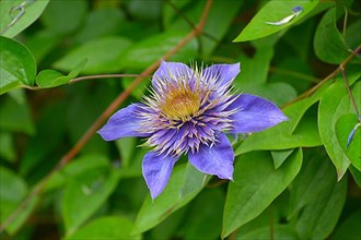 Clematis blue flowering in the garden