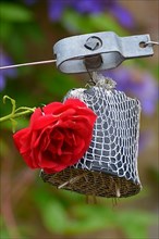 Pest control in a suspended pot in the garden