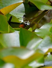 Water frog in the lily pond