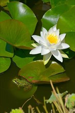 White water lily blooming in pond with water frog