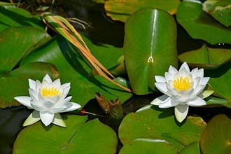 White water lily blooming in the pond