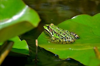 Water frog sitting on lily pads