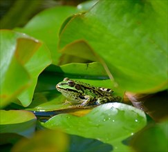 Water frog sitting on lily pads