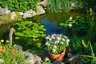 Goldfish in the lily pond