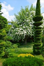 White rose tree in the garden