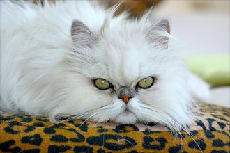Persian cat on the sofa