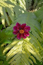 Red single flowering dahlia growing from fern in the garden