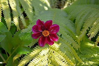 Red single flowering dahlia growing from fern in the garden