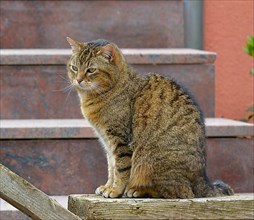 Domestic cat mackerel on stairs