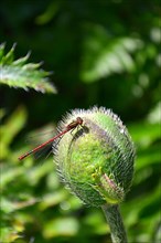 Dragonfly on giant poppy bud