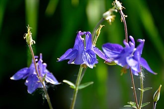 Blue columbine flowering in the garden