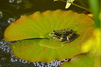 Water frog sitting on lily pad