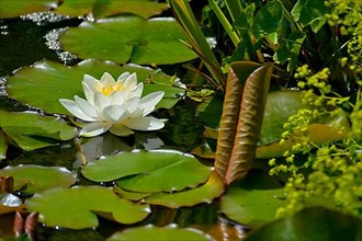 White water lily flowering in pond