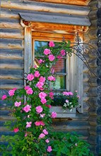 Pink climbing roses flowering on house wall