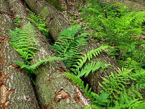 Tree trunks with fern in the forest