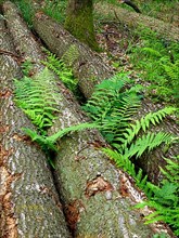 Tree trunks with fern in the forest