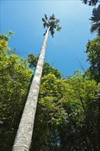 Tall palm in sky. Peradeniya Botanical Gardens. Kandy