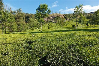 Tea plantations on surise. Munnar