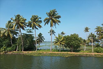 Palms at Kerala backwaters. Kerala