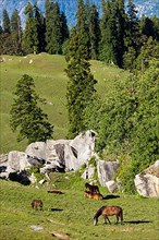 Horses grazing in Himalayas mountains. Kullu valley