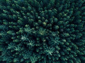Aerial Overhead View of Tree tops in super rich dark green color shot in Germany HQ