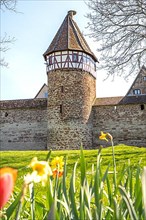 View of the Storchenturm and the city wall in spring